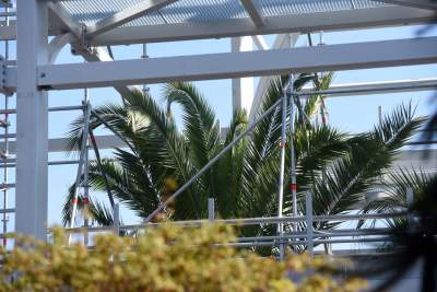 Ta konstrukcja uratuje najstarszą palmę w Krakowie - zdjęcie 5