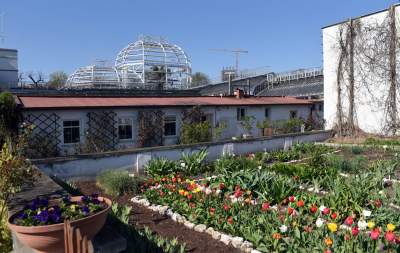 Ta konstrukcja uratuje najstarszą palmę w Krakowie - zdjęcie 10