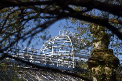 Ta konstrukcja uratuje najstarszą palmę w Krakowie - zdjęcie 15