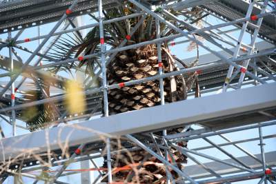 Ta konstrukcja uratuje najstarszą palmę w Krakowie - zdjęcie 7