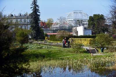 Ta konstrukcja uratuje najstarszą palmę w Krakowie - zdjęcie 13