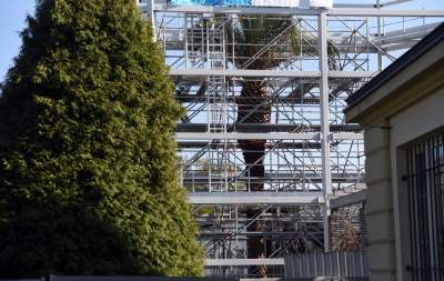 Ta konstrukcja uratuje najstarszą palmę w Krakowie - zdjęcie 17