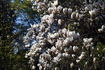 Wiosną wygląda i pachnie najpiękniej! fot. Marek Lasyk - zdjęcie 17