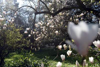 Wiosną wygląda i pachnie najpiękniej! fot. Marek Lasyk - zdjęcie 16