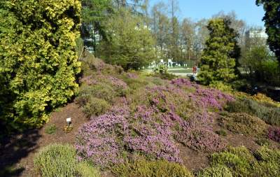 Wiosną wygląda i pachnie najpiękniej! fot. Marek Lasyk - zdjęcie 19