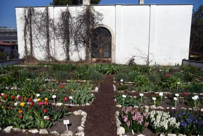 Wiosną wygląda i pachnie najpiękniej! fot. Marek Lasyk - zdjęcie 5