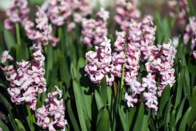 Wiosną wygląda i pachnie najpiękniej! fot. Marek Lasyk - zdjęcie 4