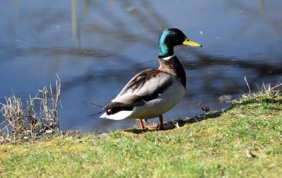 Wiosną wygląda i pachnie najpiękniej! fot. Marek Lasyk - zdjęcie 10