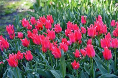 Wiosną wygląda i pachnie najpiękniej! fot. Marek Lasyk - zdjęcie 1