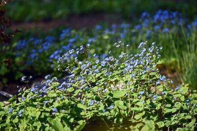 Wiosną wygląda i pachnie najpiękniej! fot. Marek Lasyk - zdjęcie 12