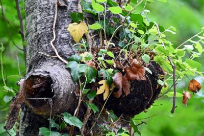 Zachwycająca dzika przyroda w ścisłym centrum Krakowa - zdjęcie 10