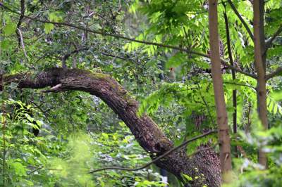 Zachwycająca dzika przyroda w ścisłym centrum Krakowa - zdjęcie 30