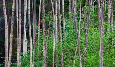 Zachwycająca dzika przyroda w ścisłym centrum Krakowa - zdjęcie 11