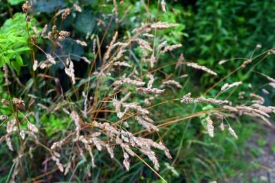 Zachwycająca dzika przyroda w ścisłym centrum Krakowa - zdjęcie 19