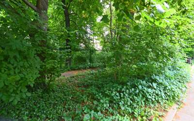 Zachwycająca dzika przyroda w ścisłym centrum Krakowa - zdjęcie 26