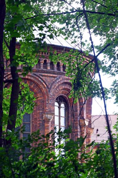 Zachwycająca dzika przyroda w ścisłym centrum Krakowa - zdjęcie 6