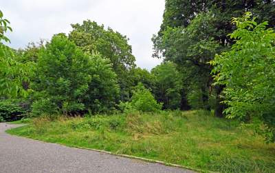 Zachwycająca dzika przyroda w ścisłym centrum Krakowa - zdjęcie 21