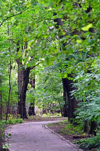 Zachwycająca dzika przyroda w ścisłym centrum Krakowa - zdjęcie 35