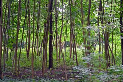 Zachwycająca dzika przyroda w ścisłym centrum Krakowa - zdjęcie 2