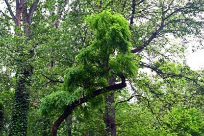 Zachwycająca dzika przyroda w ścisłym centrum Krakowa - zdjęcie 15