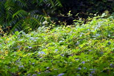 Zachwycająca dzika przyroda w ścisłym centrum Krakowa - zdjęcie 8