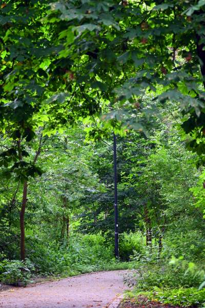 Zachwycająca dzika przyroda w ścisłym centrum Krakowa - zdjęcie 31