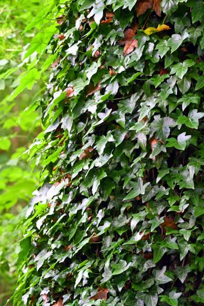 Zachwycająca dzika przyroda w ścisłym centrum Krakowa - zdjęcie 3