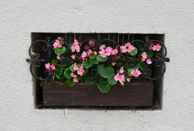 Gdziekolwiek tutaj spojrzę, na każdym kroku widzę róże! - zdjęcie 18