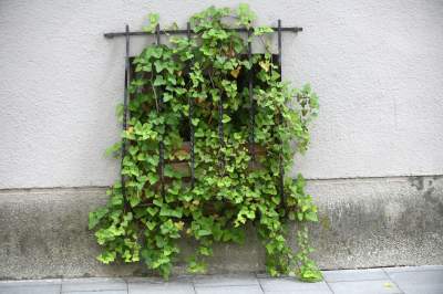 Gdziekolwiek tutaj spojrzę, na każdym kroku widzę róże! - zdjęcie 23