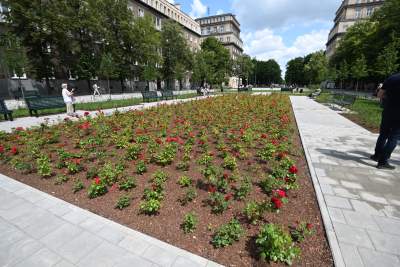 Gdziekolwiek tutaj spojrzę, na każdym kroku widzę róże! - zdjęcie 1