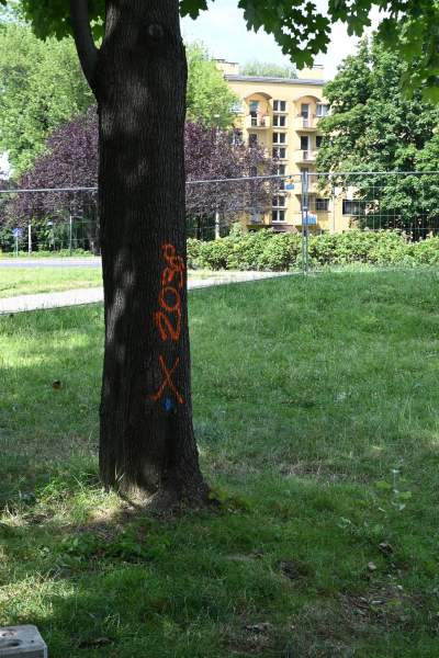 Wycinka drzew na budowie linii tramwajowej do Mistrzejowic, zdaniem aktywistów niepotrzebna - zdjęcie 10