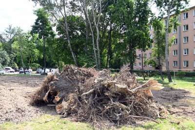 Wycinka drzew na budowie linii tramwajowej do Mistrzejowic, zdaniem aktywistów niepotrzebna - zdjęcie 3
