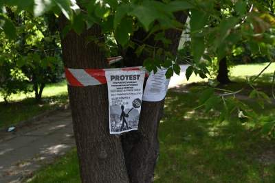 Wycinka drzew na budowie linii tramwajowej do Mistrzejowic, zdaniem aktywistów niepotrzebna - zdjęcie 2