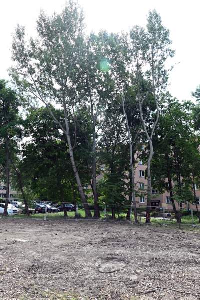 Wycinka drzew na budowie linii tramwajowej do Mistrzejowic, zdaniem aktywistów niepotrzebna - zdjęcie 6