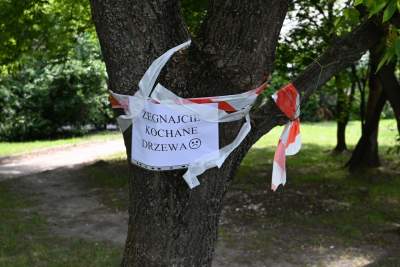 Wycinka drzew na budowie linii tramwajowej do Mistrzejowic, zdaniem aktywistów niepotrzebna - zdjęcie 1