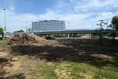 Wycinka drzew na budowie linii tramwajowej do Mistrzejowic, zdaniem aktywistów niepotrzebna - zdjęcie 9