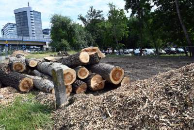 Wycinka drzew na budowie linii tramwajowej do Mistrzejowic, zdaniem aktywistów niepotrzebna - zdjęcie 4