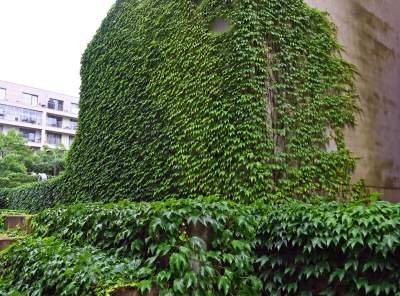 Tu w Krakowie zieleń staje się cześcią architektury, wygląda pięknie! - zdjęcie 13