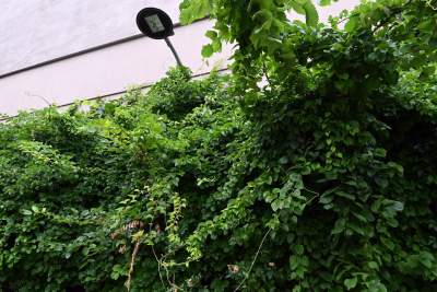 Tu w Krakowie zieleń staje się cześcią architektury, wygląda pięknie! - zdjęcie 9