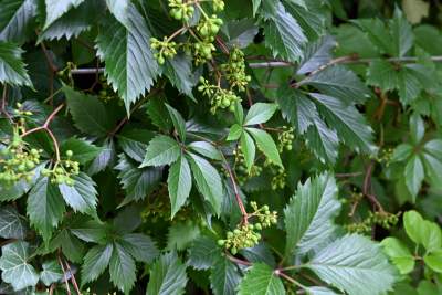 Tu w Krakowie zieleń staje się cześcią architektury, wygląda pięknie! - zdjęcie 7