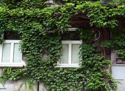 Tu w Krakowie zieleń staje się cześcią architektury, wygląda pięknie! - zdjęcie 21