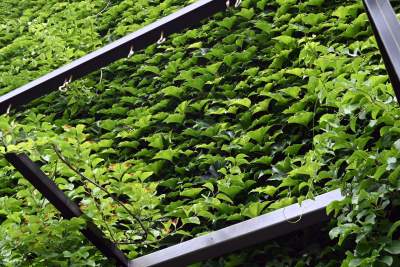 Tu w Krakowie zieleń staje się cześcią architektury, wygląda pięknie! - zdjęcie 4