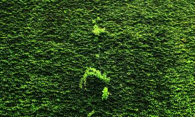 Tu w Krakowie zieleń staje się cześcią architektury, wygląda pięknie! - zdjęcie 2