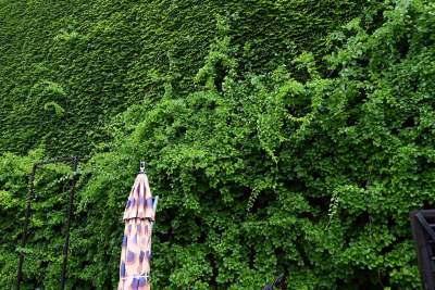 Tu w Krakowie zieleń staje się cześcią architektury, wygląda pięknie! - zdjęcie 3