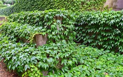 Tu w Krakowie zieleń staje się cześcią architektury, wygląda pięknie! - zdjęcie 14