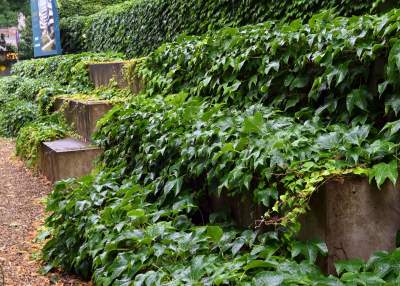 Tu w Krakowie zieleń staje się cześcią architektury, wygląda pięknie! - zdjęcie 12