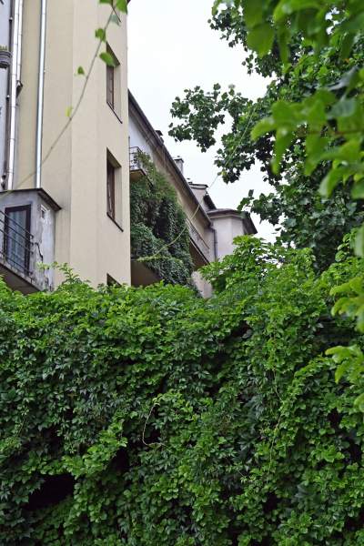 Tu w Krakowie zieleń staje się cześcią architektury, wygląda pięknie! - zdjęcie 6