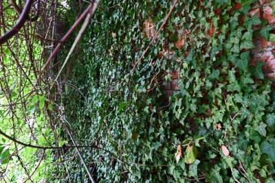 Tu w Krakowie zieleń staje się cześcią architektury, wygląda pięknie! - zdjęcie 8