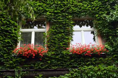 Tu w Krakowie zieleń staje się cześcią architektury, wygląda pięknie! - zdjęcie 22