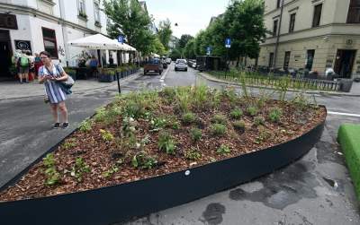 Najbardziej zielone skrzyżowanie na Kazimierzu, to dopiero początek - zdjęcie 6